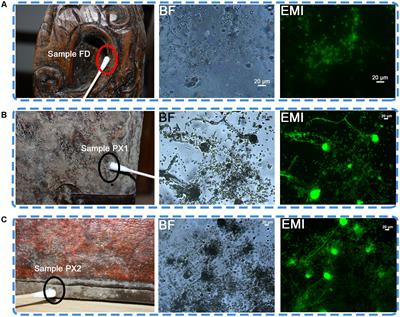 Microbial Community Analyses of the Deteriorated Storeroom Objects in the Tianjin Museum Using Culture-Independent and Culture-Dependent Approaches